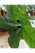 Coffea Arabica-kahve Çiçeği - 2