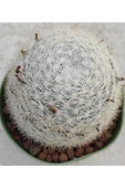 Mammillaria Microthele - 2