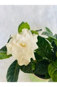 Gardenya Çiçeği Kokulu - 3