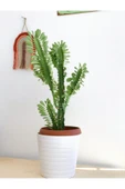 Euphorbia Trigona Süt Ağacı Kaktüs 55-60 Cm - 1