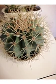 Kaktüs Büyük Boy Seramik Saksıda Çevre Ölçüsü 60cm thumbnail 2