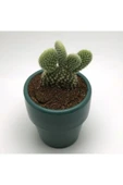 Gardenia Koyu Yeşil Beton Saksı Ve Canlı Tavşan Kulağı Kaktüs Çiçeği thumbnail 2