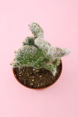Opuntia Vestita Cristata thumbnail 3