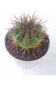 Melocactus--kaktüs thumbnail 1