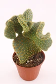 Opuntia Microdasys Cristata - 8.5 Cm Saksıda thumbnail 1