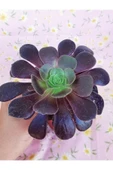 Aeonium Arboreum thumbnail 2