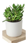 5 Adet Crassula Ovata Şans Para Çiçeği Şık Dekoratif Saksıda thumbnail 8