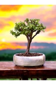 Bonsai saksısı ( Bonsai Hediyeli) thumbnail 4