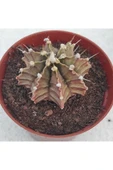 Gymnocalycium Mihanovichii 3 Lü Set thumbnail 3