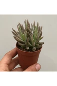 Kalanchoe Daigremontiana, Aşkın Gözyaşı Bitkisi Sukulent thumbnail 3