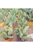 Opuntia Microdasys(tavsan Kaktus) thumbnail 1