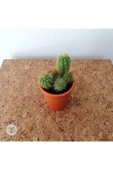 Ithal Seramik Saksıda Parodia Leninghausii Kaktüs thumbnail 2