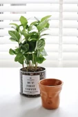 Kahve Severler Için Hediyelik Kahve Bitkisi (COFFEE PLANT) ''but First Coffee'' Baskılı Saksısında - 1