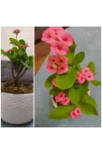 Dekoratif Saksıda Pembe Dikenler Tacı - 1
