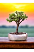 Bonsai saksısı ( Bonsai Hediyeli) thumbnail 3