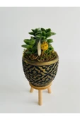 Siyah Mozaik Desenli Ayaklı Beton Saksıda Sukulent (crassula Springtime) Para Çiçeği - 3