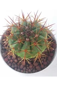 Melocactus--kaktüs thumbnail 2