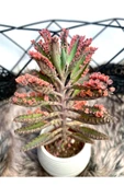 Aşkın Gözyaşları Çiçeği Kalanchoe Daigremontiana Pembe 5.5 Cm Saksıda thumbnail 1