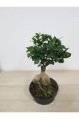 Bonsai thumbnail 2