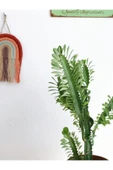 Euphorbia Trigona Süt Ağacı Kaktüs 55-60 Cm - 3