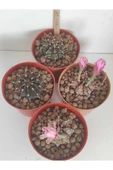Dörtlü Gymnocalycium Mihanovichii Set thumbnail 1