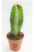 Cereus Validus thumbnail 1