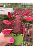 Süt Ağacı Kaktüs - Euphorbia Trigona Rubra - 3