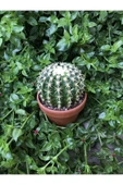 Echinocactus Grusonii Altın Fıçı Kaktüs Terakota Saksı Ile Birlikte 10.5 cm Rf28 - 5