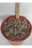 Dörtlü Gymnocalycium Mihanovichii Set thumbnail 4