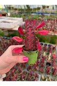 Süt Ağacı Kaktüs - Euphorbia Trigona Rubra - 1