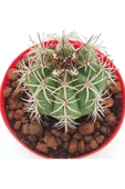 Melocactus Matannzanus-8.5 Cm Saksı-ref 24c/49 thumbnail 2