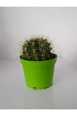 Echinocactus Grusoni Kaktüs thumbnail 3