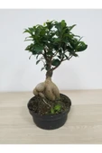 Bonsai thumbnail 4