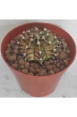Dörtlü Gymnocalycium Mihanovichii Set thumbnail 3