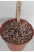 Dörtlü Gymnocalycium Mihanovichii Set thumbnail 4