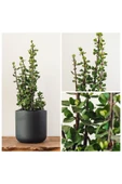 Bonsai Para Ağacı Dekoratif Saksıda Hediyelik - 2