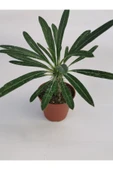 Madagaskar Palmiyesi - 3
