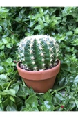 Echinocactus Grusonii Altın Fıçı Kaktüs Terakota Saksı Ile Birlikte 10.5 cm Rf28 - 3
