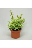 Para Ağacı Bonsai Portulacaria Afra Fil Yemi Sukulent 5,5cm - 1