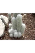 Cephalocereus Senilis, Çiçek Açan Sütun Kaktüs - 5
