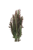 Euphorbia Trigona Rubra Süt Ağacı Kaktüs 70 cm Dolgun Yapılı - 2