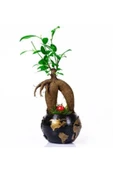 World Serisi Canlı Ficus Bonsai Bitkisi thumbnail 1