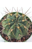 Melocactus-10.5 Cm Saksı-ref19a thumbnail 2