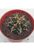 Gymnocalycium Mihanovichii 3 Lü Set thumbnail 4