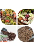 5 litre Süper Organik Kaktüs Toprağı (17 çeşit ağaç yaprağı ve 3 çeşit hayvan gübresi karışımı) thumbnail 1