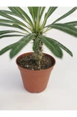 Madagaskar Palmiyesi - 2