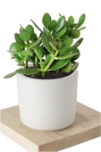 5 Adet Crassula Ovata Şans Para Çiçeği Şık Dekoratif Saksıda thumbnail 7