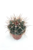 Melocactus Matanzanus (kırmızı Tepe) - 8.5 Cm Saksı thumbnail 2