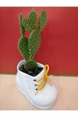 Seramik Buz Mavisi Papuç Saksıda Tavşan Kulağı Kaktüs Skulent thumbnail 2