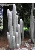 Cephalocereus Senilis, Çiçek Açan Sütun Kaktüs - 4